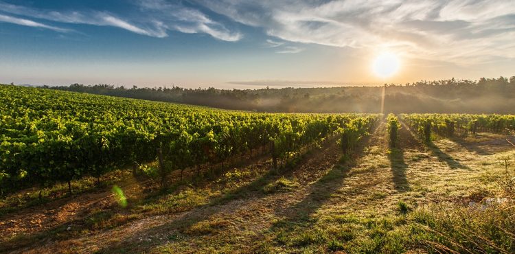 wijnstreek beleefvakantie toscane