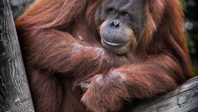 beleefvakantie in borneo