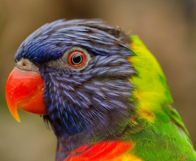 birdwatching in namibie