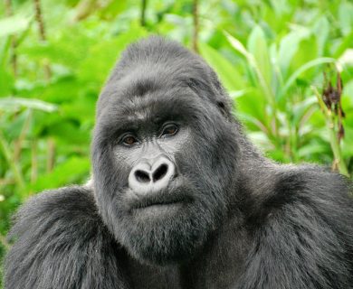 mountain gorilla rwanda