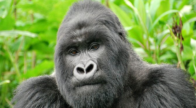 mountain gorilla rwanda