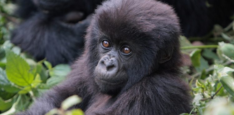 gorilla trekking rwanda beleefvakantie