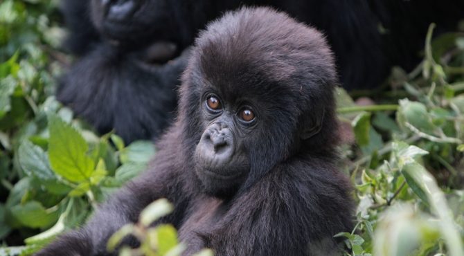 baby gorilla beleefvakantie afrika