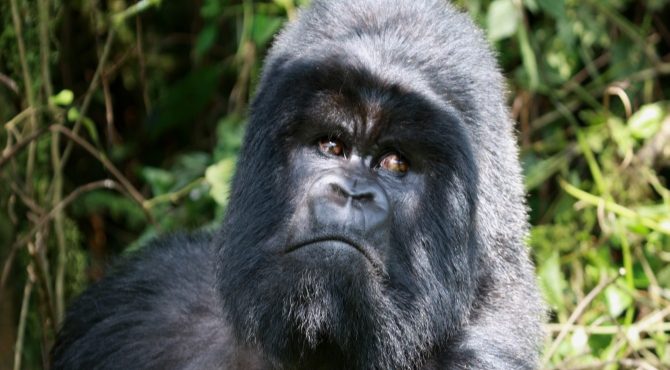 silverback gorilla oeganda beleefvakantie