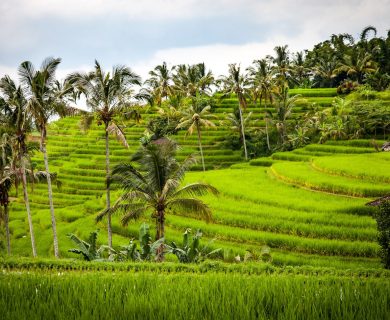 honeymoon tussen de rijstvelden Bali