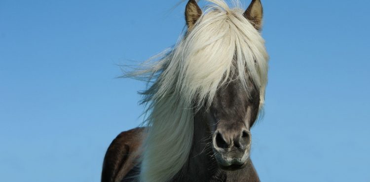 ijsland paard tijdens beleefvakantie