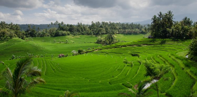 beleefvakantie rijstvelden bali