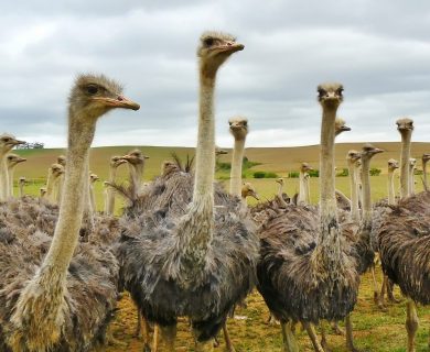 rondreis zuid afrika beleefvakantie