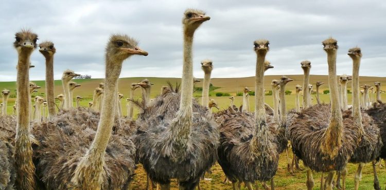 rondreis zuid afrika beleefvakantie