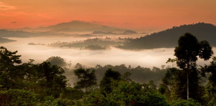 beleefvakantie borneo