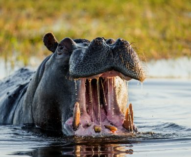 beleefvakantie botswana