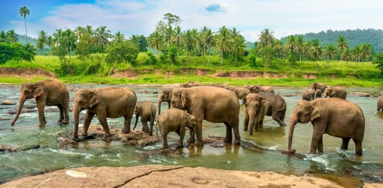 Reis naar Sri Lanka