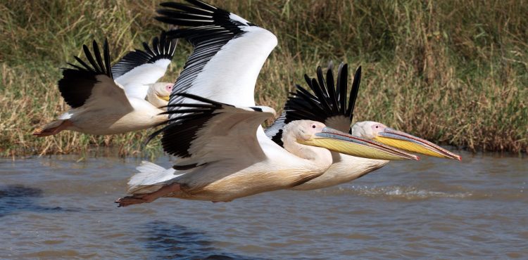 Natuur reis naar Afrika