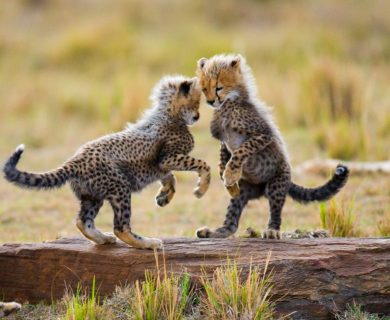 beleefvakantie in tanzanie serengetie