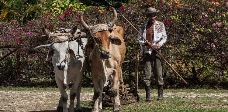 Reis naar Cuba met de kinderen