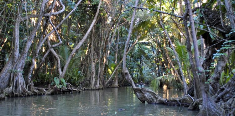 Reis naar de Dominica in de jungle