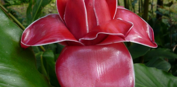 Natuur reizen Dominica