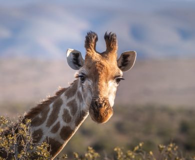 Safari rondreis in Afrika