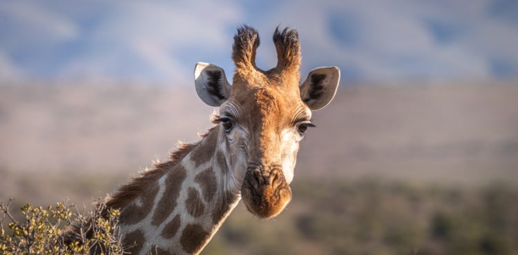Safari rondreis in Afrika