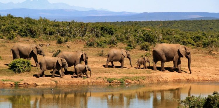 Safari vakantie in Afrika