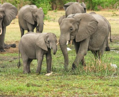 Natuur reis in Afrika