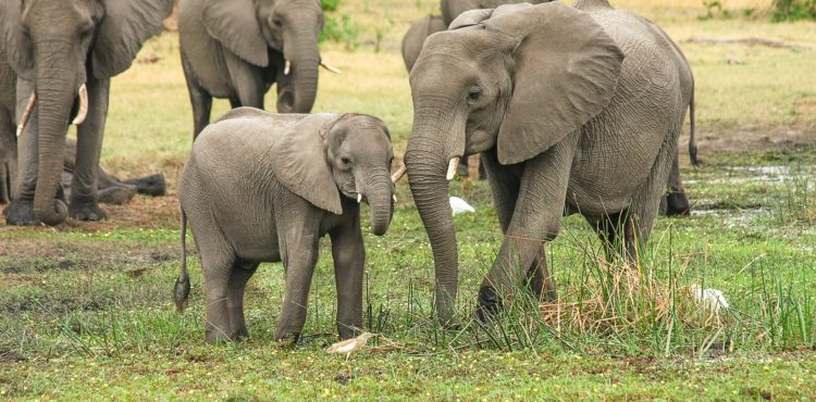 Natuur reis in Afrika