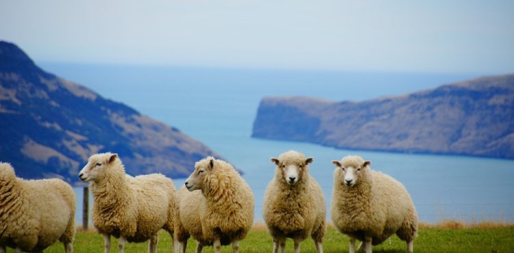 Nieuw Zeeland rondreis