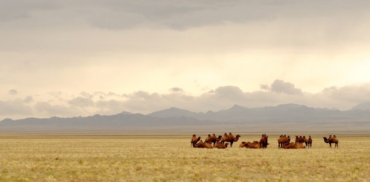 Vakantie naar Mongolië