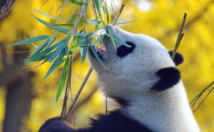 Reizen naar China