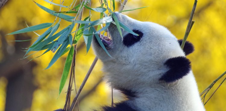 Reizen naar China