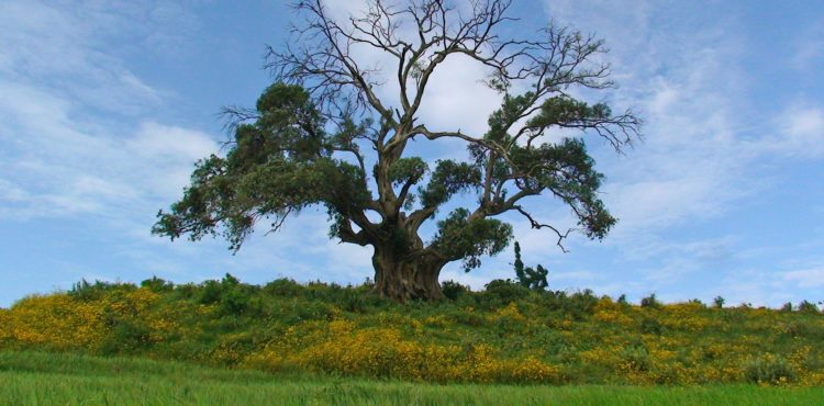 Vakantie in Ethiopië