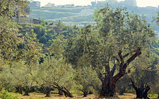 Reis naar Libanon