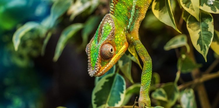 Reizen naar de jungle