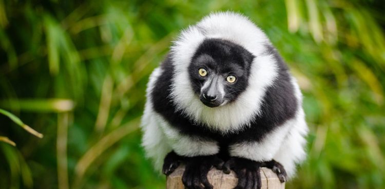 Vakantie naar Madagaskar