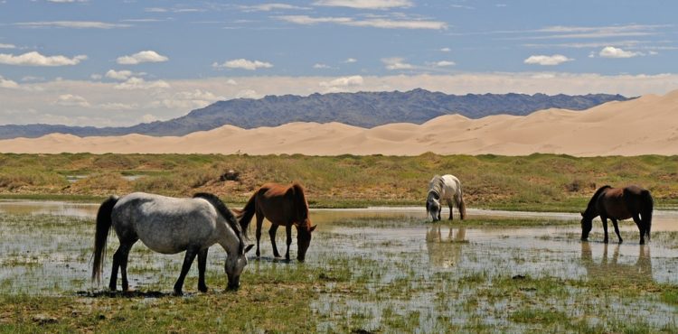 Reizen naar Mongolië