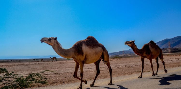 Rondreis in Oman